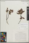 Foto von Salix myrsinifolia Salisb. x Salix phylicifolia L.
